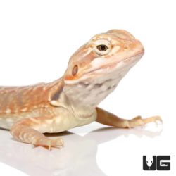 7 - 9 Inch Hypo Inferno Silky Bearded Dragons For Sale - Underground Reptiles