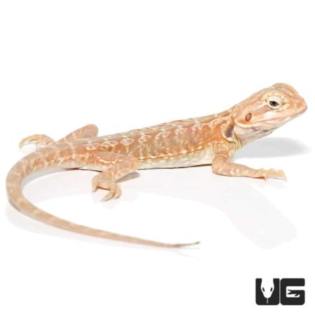 7 - 9 Inch Hypo Inferno Silky Bearded Dragons For Sale - Underground Reptiles