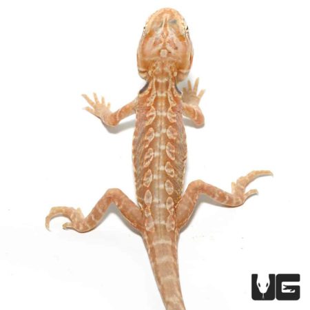 7 - 9 Inch Hypo Inferno Silky Bearded Dragons For Sale - Underground Reptiles