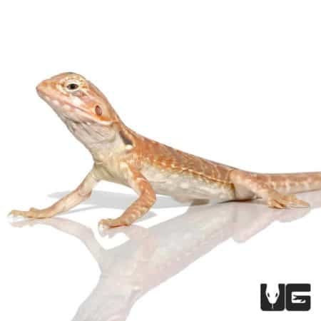7 - 9 Inch Hypo Inferno Silky Bearded Dragons For Sale - Underground Reptiles