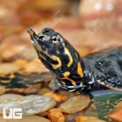 Baby Florida Softshell Turtles For Sale - Underground Reptiles