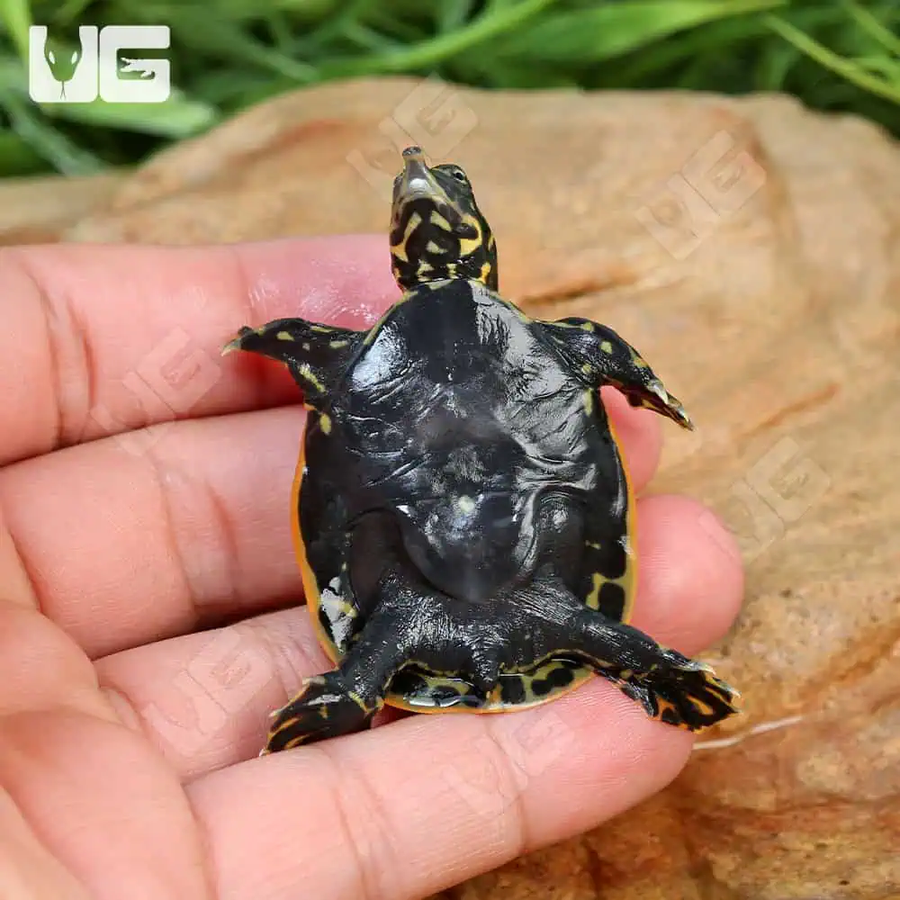 Baby Florida Softshell Turtles For Sale - Underground Reptiles