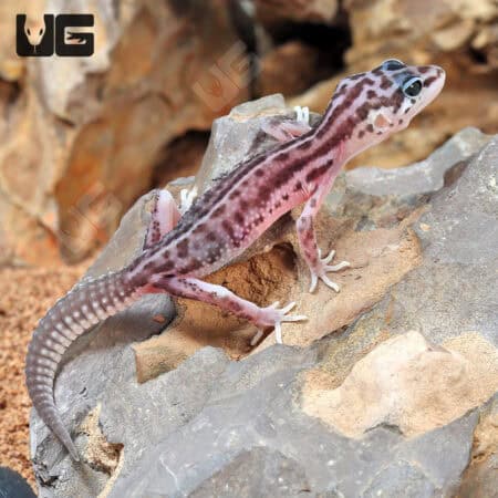 Stripe snow Leopard Geckos For Sale - Underground Reptiles
