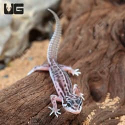 Stripe snow Leopard Geckos For Sale - Underground Reptiles