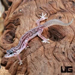 Stripe snow Leopard Geckos For Sale - Underground Reptiles