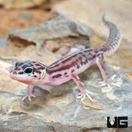 Stripe snow Leopard Geckos For Sale - Underground Reptiles