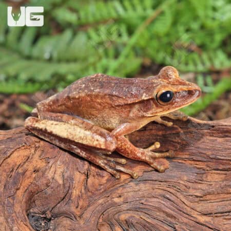 Basin Tree Frogs for sale - Underground Reptiles