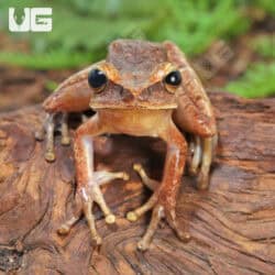 Basin Tree Frogs for sale - Underground Reptiles