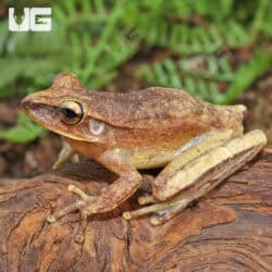 Basin Tree Frogs for sale - Underground Reptiles