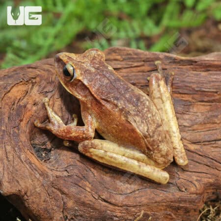 Basin Tree Frogs for sale - Underground Reptiles