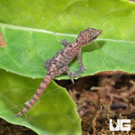 Lined Day Gecko For Sale - Underground Reptiles