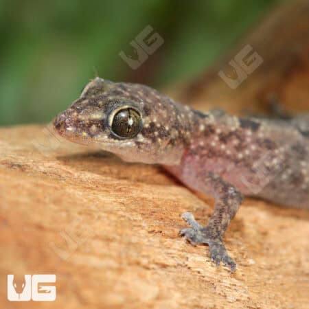 Lined Day Gecko For Sale - Underground Reptiles