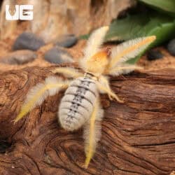 Sun Spider (Solifugae sp) For Sale - Underground Reptiles