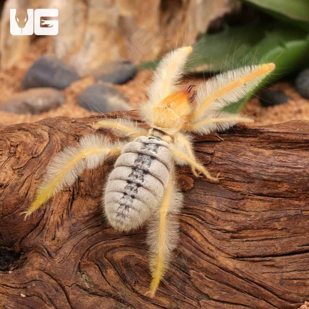 Fuzzy Sun Spider (Paragaleodes Sericeus) For Sale - Underground Reptiles