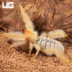 Sun Spider (Solifugae sp) For Sale - Underground Reptiles
