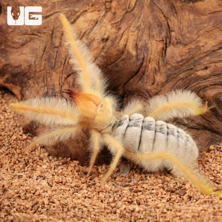 Fuzzy Sun Spider (Paragaleodes Sericeus) For Sale - Underground Reptiles