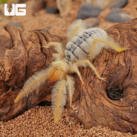 Fuzzy Sun Spider (Paragaleodes Sericeus) For Sale - Underground Reptiles