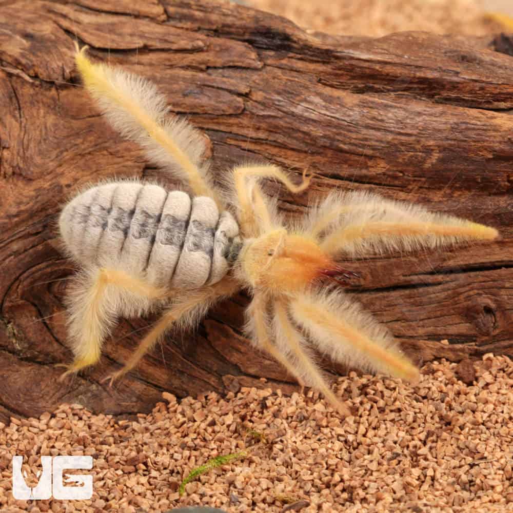 Fuzzy Sun Spider (Paragaleodes Sericeus) For Sale - Underground Reptiles