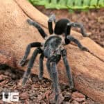 Ranong Big Blue Earth Tiger Tarantula (chilobrachys huahini) For Sale - Underground Reptiles