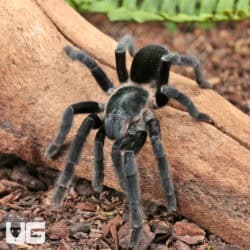 Ranong Big Blue Earth Tiger Tarantula (chilobrachys huahini) For Sale - Underground Reptiles