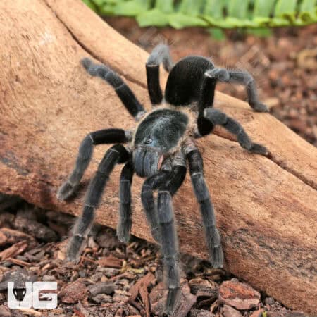 Ranong Big Blue Earth Tiger Tarantula (chilobrachys huahini) For Sale - Underground Reptiles