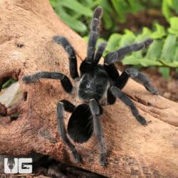 Ranong Big Blue Earth Tiger Tarantula (chilobrachys huahini) For Sale - Underground Reptiles