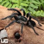 Ranong Big Blue Earth Tiger Tarantula (chilobrachys huahini) For Sale - Underground Reptiles