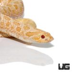 Adult Male Albino Western Hognose Snake - Underground Reptiles