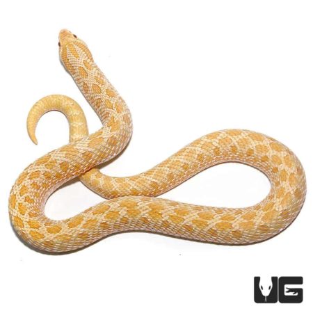 Adult Male Albino Western Hognose Snake - Underground Reptiles