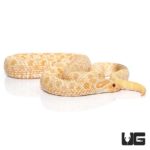 Adult Male Albino Western Hognose Snake - Underground Reptiles