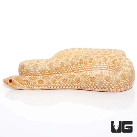 Adult Male Albino Western Hognose Snake - Underground Reptiles