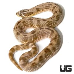 Adult Male Anaconda Western Hognose Snake Het Albino - Underground Reptiles