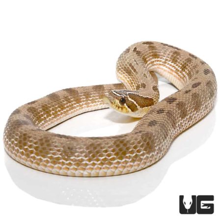 Adult Male Anaconda Western Hognose Snake Het Albino - Underground Reptiles