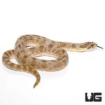 Adult Male Anaconda Western Hognose Snake Het Albino - Underground Reptiles