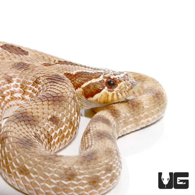 Adult Male Anaconda Western Hognose Snake Het Axanthic - Underground ...