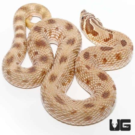 Adult Male Anaconda Western Hognose Snake Het Axanthic - Underground ...