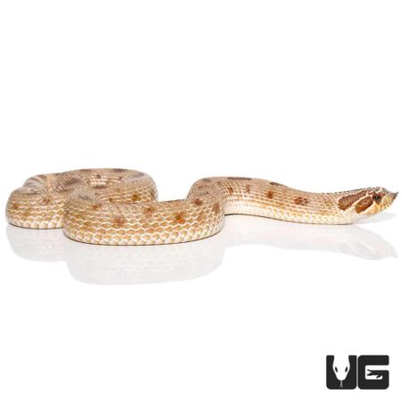 Adult Male Anaconda Western Hognose Snake Het Axanthic - Underground Reptiles