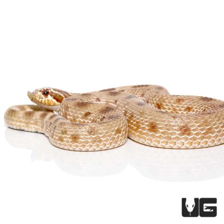 Adult Male Anaconda Western Hognose Snake Het Axanthic - Underground Reptiles