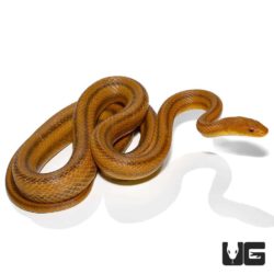 Adult Yellow Ratsnakes for sale - Underground Reptiles