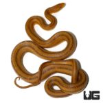 Adult Yellow Ratsnakes for sale - Underground Reptiles