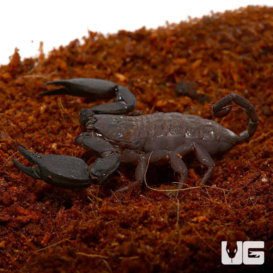 Australian Rainforest Scorpion (Liocheles waigiensis) - Underground Reptiles