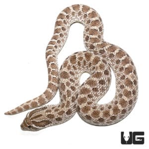 Adult Male Axanthic Western Hognose Snake Het Albino - Underground Reptiles