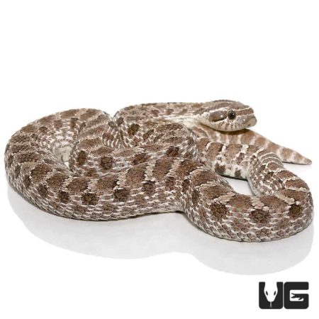 Adult Male Axanthic Western Hognose Snake Het Albino - Underground Reptiles