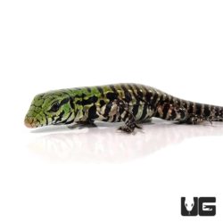 Baby Argentine Black & White Tegus For Sale - Underground Reptiles