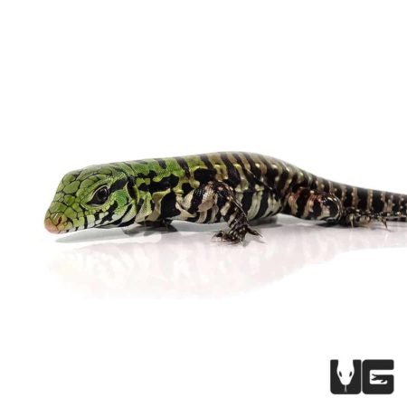 Baby Argentine Black & White Tegus For Sale - Underground Reptiles