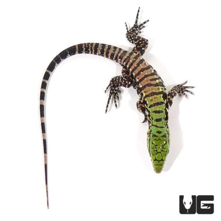 Baby Argentine Black & White Tegus For Sale - Underground Reptiles