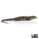Baby Argentine Black & White Tegus For Sale - Underground Reptiles