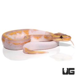 Baby Banana Enchi Pied Ball Python For Sale - Underground Reptiles