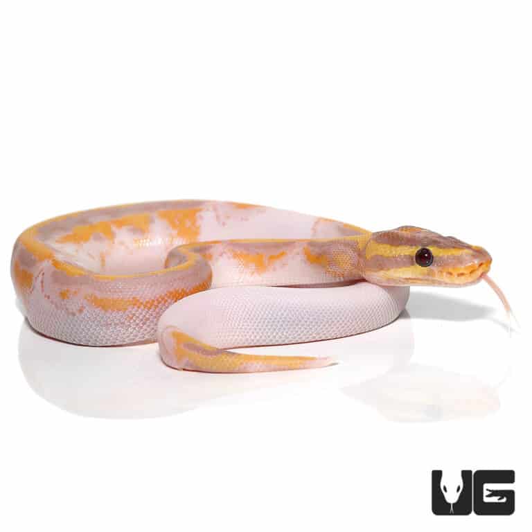 Baby Banana Enchi Pied Ball Python For Sale Underground Reptiles