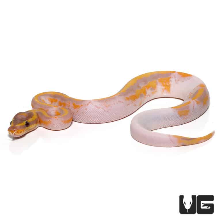 Baby Banana Enchi Pied Ball Python For Sale Underground Reptiles